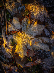 Fallen leaves covered with frost