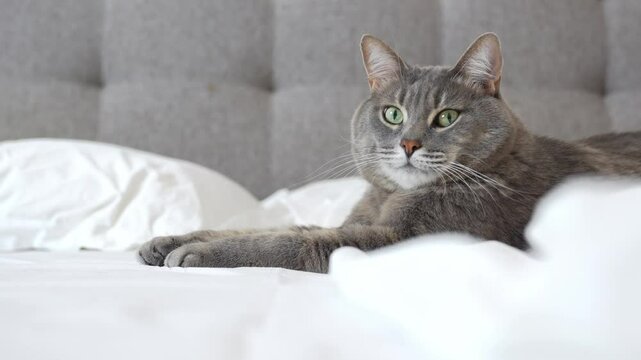A gray cat lies on a white bed in a sphinx pose, looking different directions.