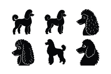 Set of Poodle silhouettes isolated on white