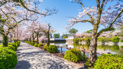 春の小田原城址公園の風景　お堀端通りの桜並木【神奈川県・小田原市】