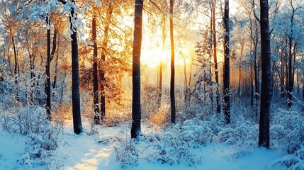 Naklejka premium Winter scene showing a beautiful winter forest with tall trees covered in snow and the sun shining through the branches