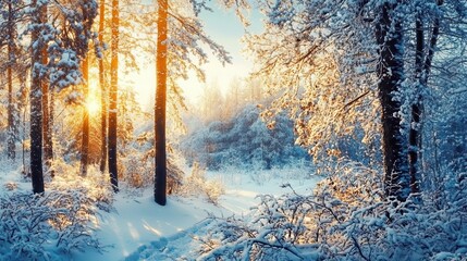 Fototapeta premium Winter scene showing a beautiful winter forest with tall trees covered in snow and the sun shining through the branches