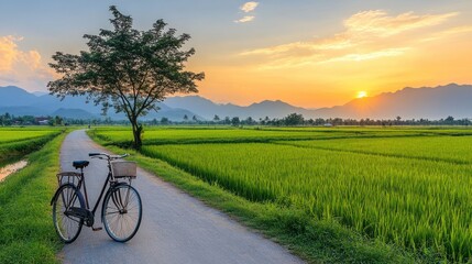 Obraz premium Sunset bicycle countryside road rice paddy travel