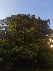 Lush magnolia grandiflora tree thriving in padua's botanical garden, showcasing its vibrant green leaves against a clear blue sky