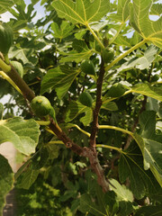 Green figs ripening amid verdant foliage, sunlight illuminating branch of fig tree growing in bibione, italy, perfect for backgrounds, graphic design, and interior decoration