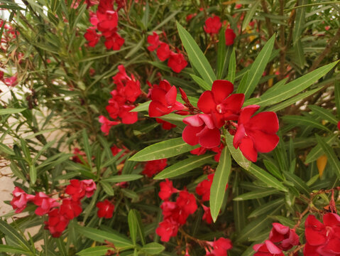 Close up of vibrant red oleander flowers blooming on a bush in bibione, italy, during the summer season, perfect for backgrounds, graphic design, and interior decoration