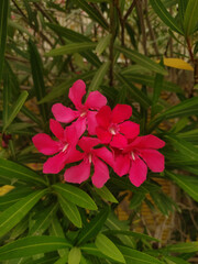 Vibrant pink oleander blossoming against verdant leaves, embodying summer's radiance in coastal bibione landscape, perfect for backgrounds, graphic design, and interior decoration