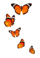 Beautiful monarch butterfly isolated on white background. Set of Big Monarch butterflies, isolated on white background. Tawny Coster (Acraea violae) Acraea terpsicore.