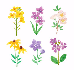 Watercolor flower hand drawing illustration