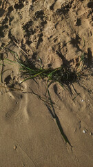 Verdant seaweed sprawling across golden sands of bibione, nestled amid weathered footprints and scattered seashells