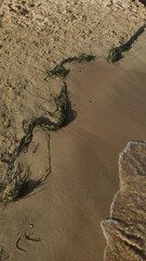 Sandy shoreline in bibione, italy, fringed with seaweed, gentle waves caressing coastal landscape...