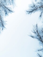 Obraz premium Frosty Pine Branches Frame Winter Background