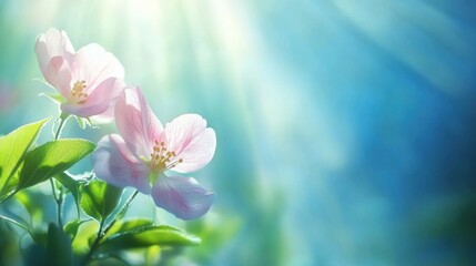 Closeup of Delicate Pink Apple Blossoms in Soft Sunlight with a Blue Background