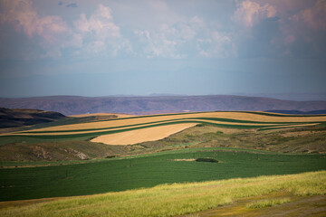 Fototapeta premium Wheat fields in the golden autumn in Tacheng, Xinjiang, China