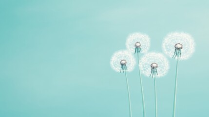 Four White Dandelions on a Light Blue Background