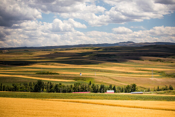 Obraz premium Wheat fields in the golden autumn in Tacheng, Xinjiang, China