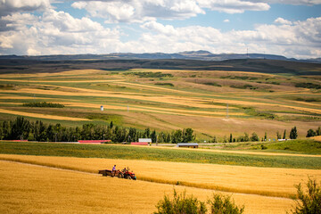 Obraz premium Wheat fields in the golden autumn in Tacheng, Xinjiang, China