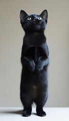 Curious black kitten standing upright with wide eyes looking up, showcasing playful demeanor and adorable features, perfect for pet lovers and animal enthusiasts