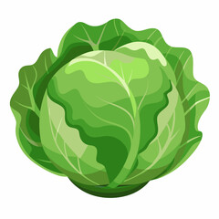 Obraz premium Cabbage isolated white
