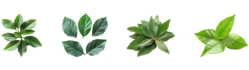 Collection of Lush Green Leaves: A Study in Botany