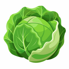 Cabbage isolated white