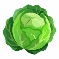 Cabbage isolated white