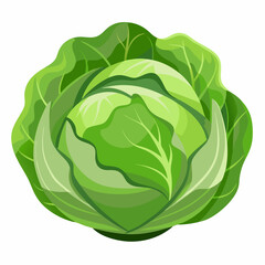 Cabbage isolated white