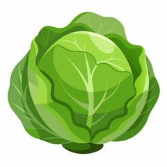Cabbage isolated white