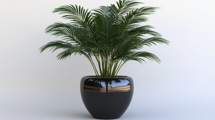 Lush Green Potted Palm Plant in a Black Round Pot Against a White Background