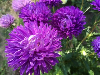 Beautiful lush blooming chrysanthemum flowers in the garden
