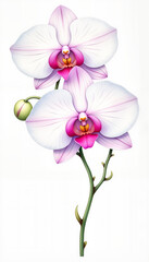Obraz premium Watercolor illustration of orchids for International Women's Day greeting cards