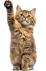 Obraz premium Playful and Curious Domestic Cat with Gold Striped Fur Raising its Paw in a Whimsical Pose Against a White Background