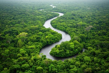 Serene Aerial View of Lush Green Rainforest with Curving River