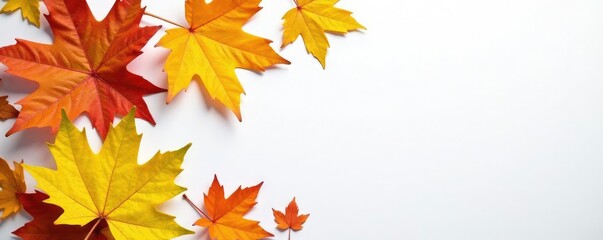 Fototapeta premium Leafy greens and browns of autumnal maple leaves on a blank white surface, nature, earth tones