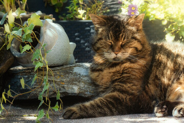 Chubby tabby cat dozing in the shade of garden plants 
