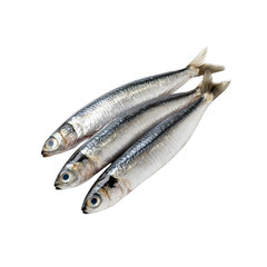 Three Fresh Sardines on Transparent background
