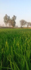 Obraz premium field of wheat
