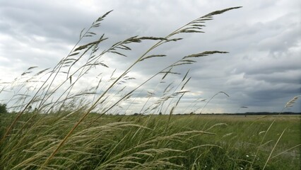 Obraz premium Tall grasses swaying in the wind on a cloudy day, wildflowers, soft focus, nature, windy day