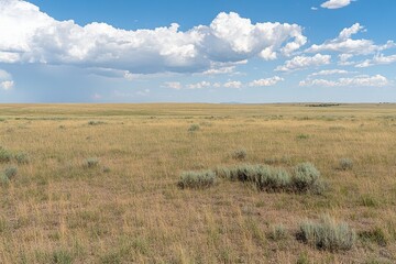 Fototapeta premium Expansive Grassland Under Blue Sky with Fluffy White Clouds