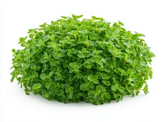 Obraz premium Fresh green herb with vibrant foliage.