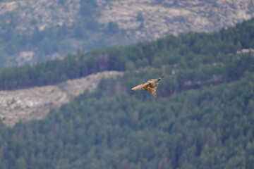 Buitre Leonado en la Sierra de Guadarrama en Invierno