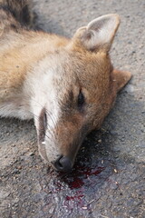 Fototapeta premium The head of the dead jackal and blood has fallen on the asphalt road