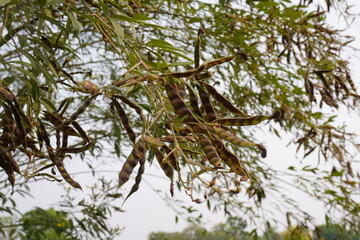 Toor dal in the plant in close up with a blurry background