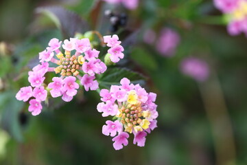 top view of lantana (shrub verbenas or lantanas) flowers 