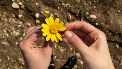 4k aerial video of hands holding a vibrant yellow flower in a natural setting on a sunny day