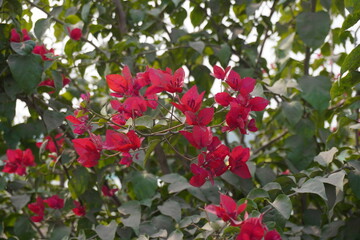 Pink Bougainvillea flowers in close up with a blurry background