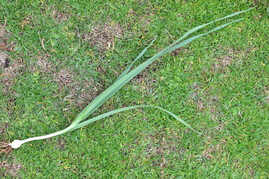 Allium ampeloprasum (wild leek) is a member of the onion genus Allium. 