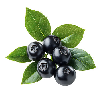 recommend clip art: Fresh Blackberries with Green Leaves, Isolated on White Background