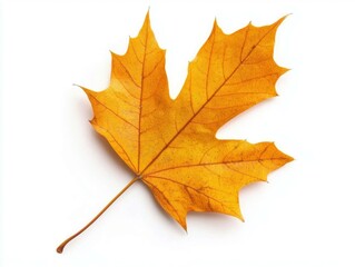Vibrant yellow maple leaf on a white background.