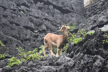 mountain goat on a rock in the mountains